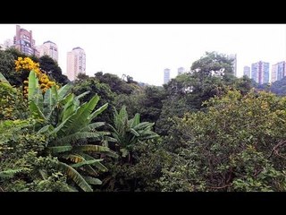 Empreendimento imobiliário ameaça emparedar Parque Burle Marx