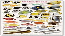 INDIAN OCEAN Fishwatchers Fish Guide for Maldives Seychelles Kenya