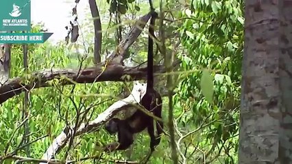 DOCUMENTAL COMPLETO SELVA caza y construcción