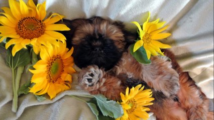 Our Shih Tzu babies are our family