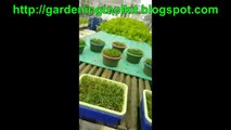 Growing Vegetables Hydroponics