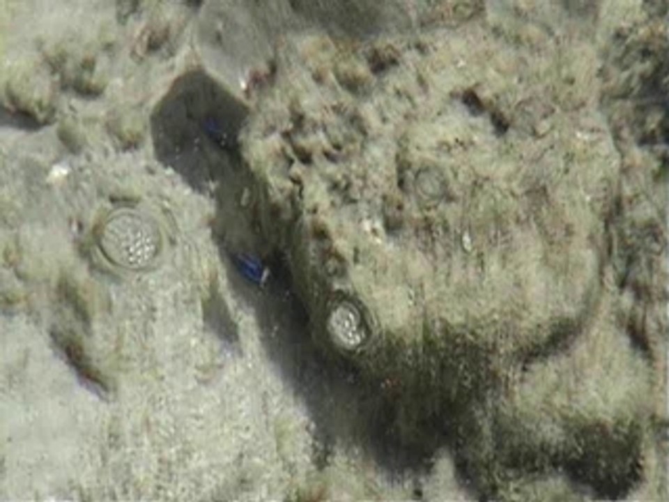 Les poissons des Maldives