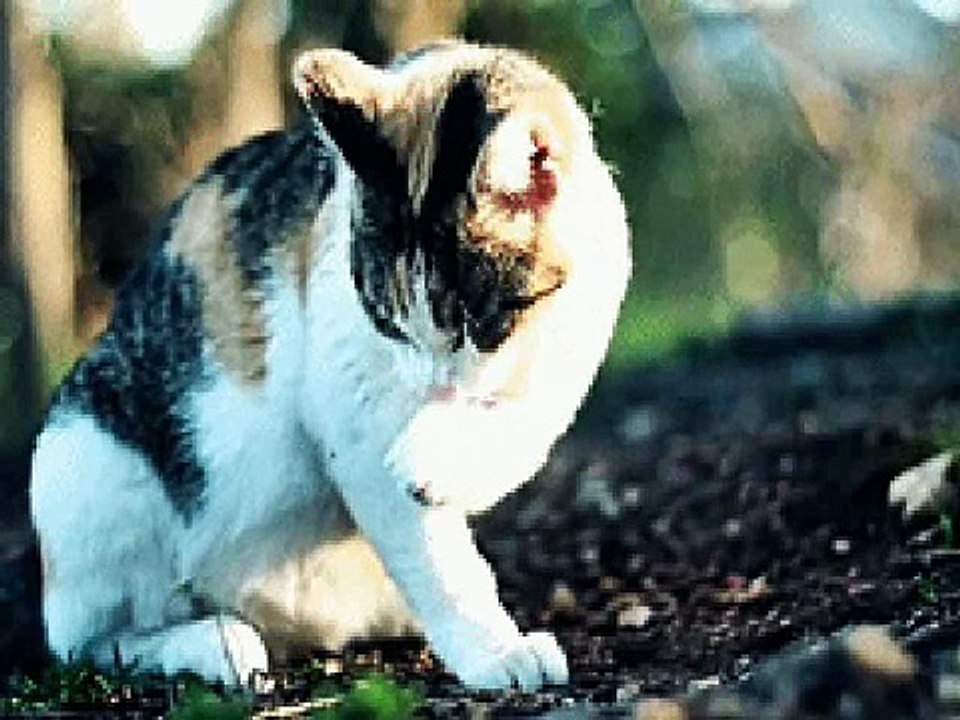 Top 10 Most Evil Warrior Cats