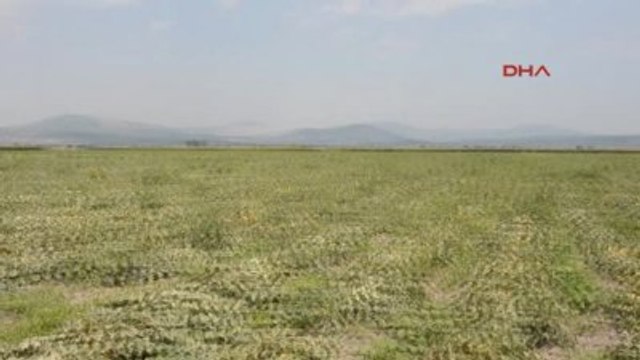 Kırkağaç Kavununda Hasat Başladı