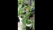 Growing Melons Hydroponics - Dutch Bucket Hydroponic