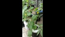 Growing Melons Hydroponics - Dutch Bucket Hydroponic
