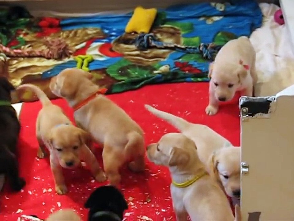 Lab Puppies Chocolate Yellow Black Labrador Retrievers 3 weeks 6 days old !