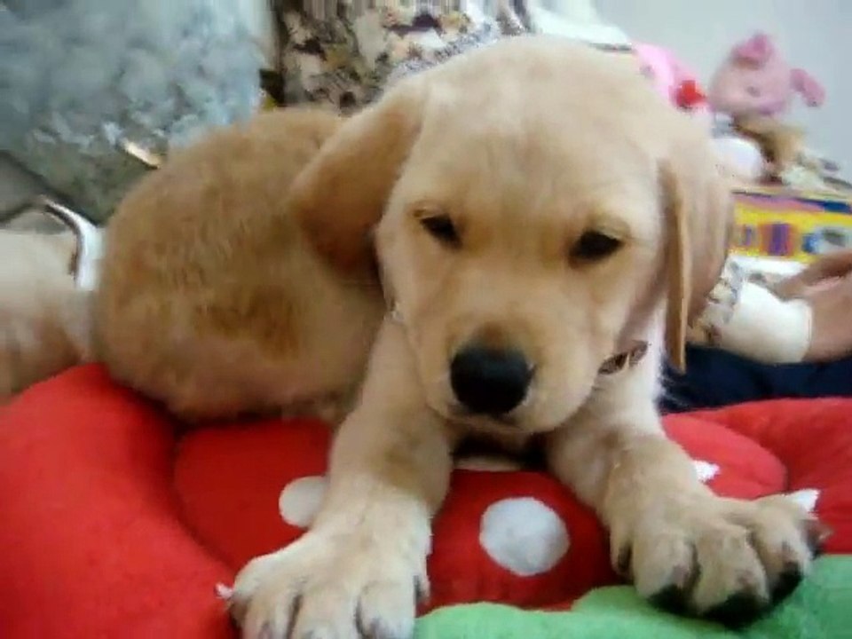 Labrador puppies & Rabbit !
