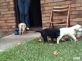 Labrador Puppies Playing Around in Yard - Very Cute!! !