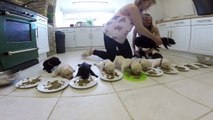 Labrador Puppies weaning for the first time !