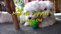 Maltese Puppies - 8 weeks old !