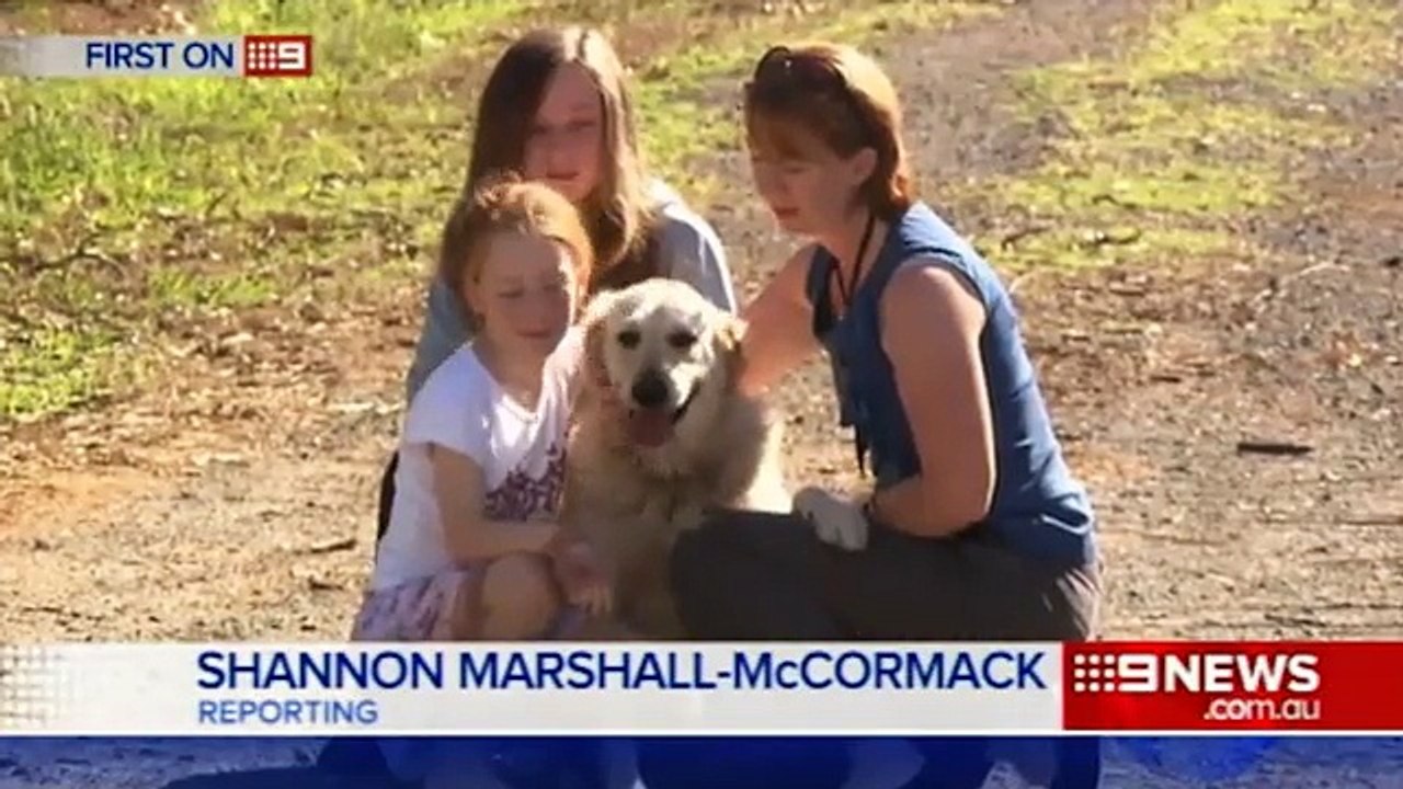 Family hide their dog after council issues warrant to kill it