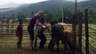Laos Buffalo Dairy: First day feeding baby buffalo