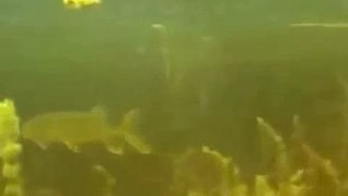 Spearfishing Underwater World of the Volga river   Подводная Охота   Подводный Мир реки Волга