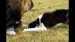 border collie Bu showing the tricks she learned part 2