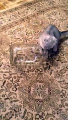 VID-20160810-WA0001[1]