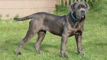 10 Rare Dog Breeds You Probably Never Knew Existed