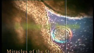 Wonderen van de Koran 1: Een druppel zaad