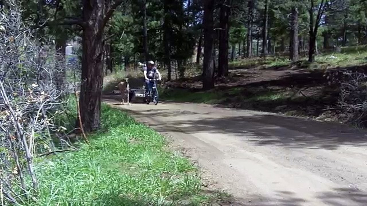 Un Alano Corre Vicino Al Padrone In Bicicletta. Guardate Cosa Accade Quando Si Stanca!