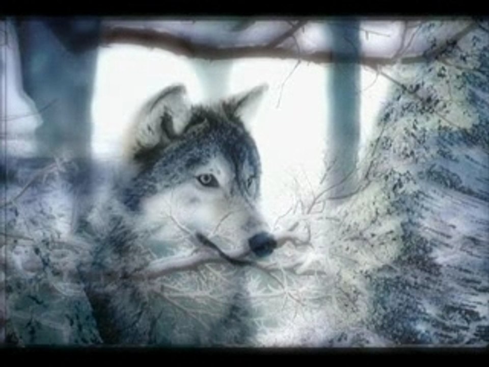 Zauberwald - einladung zum träumen