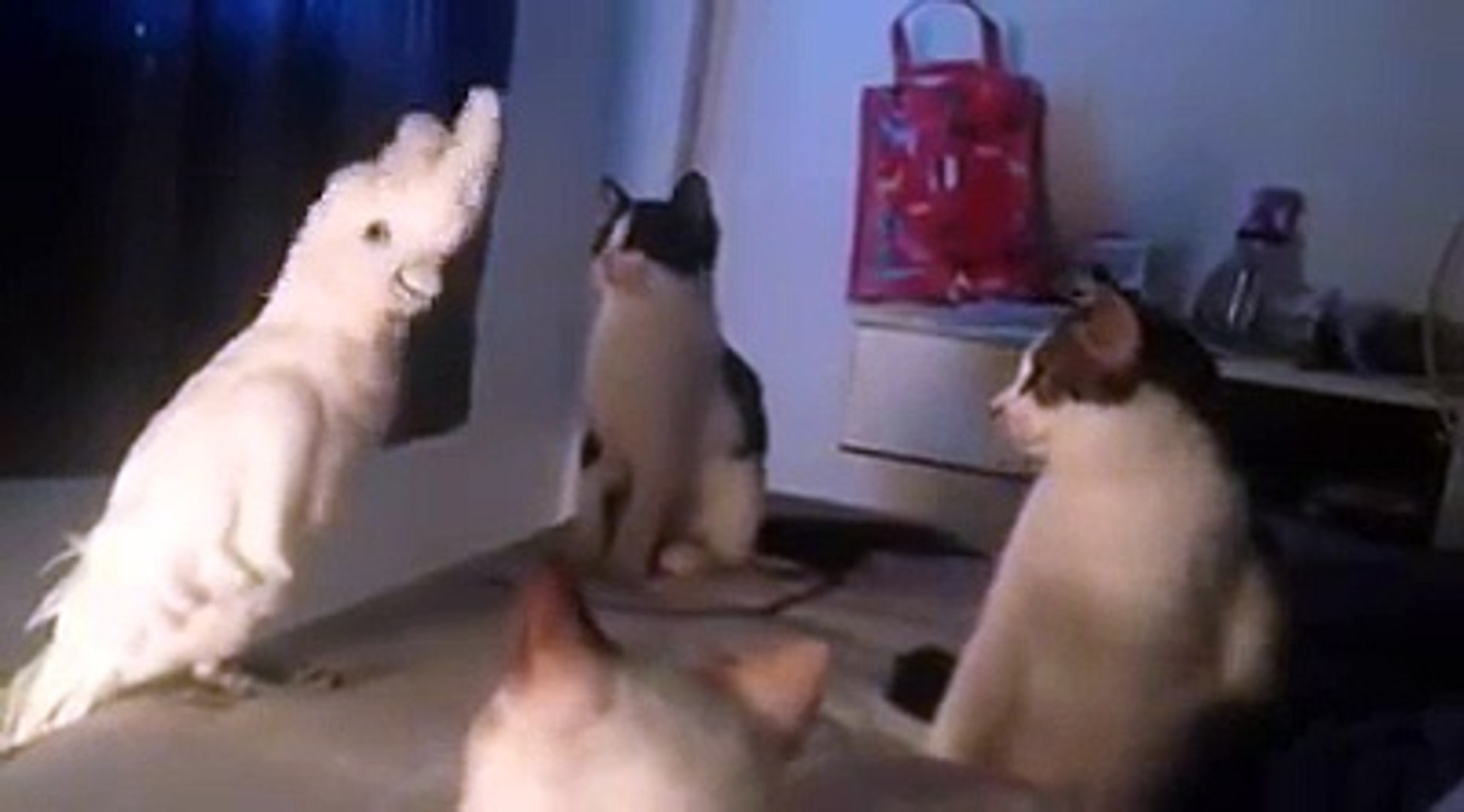 Ce Perroquet Se Prend Pour Un Chat Et Miaule Avec Ses