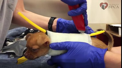 Ce chihuahua a été abandonné dans une boite ! Après 2 semaines de soin, regardez ce qui se produit !