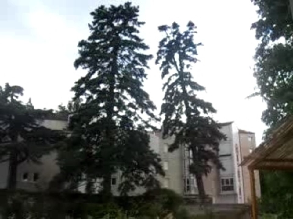 Arbre qui tombe