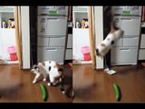 Hilarious Cat Fail... Just Wait For It