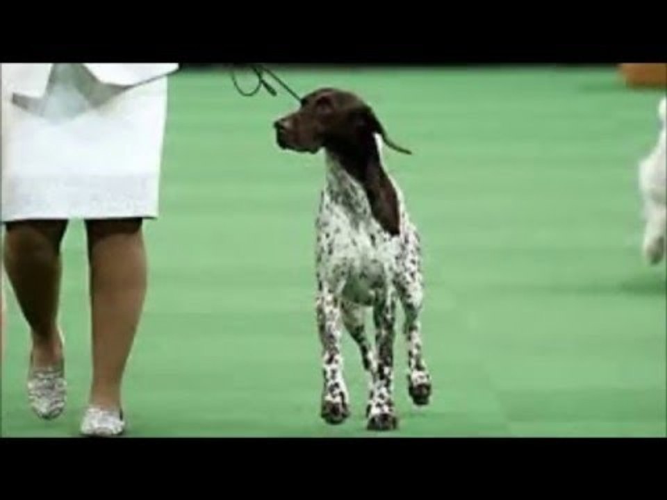 CJ the German Shorthaired Pointer named Westminster's Best in Show