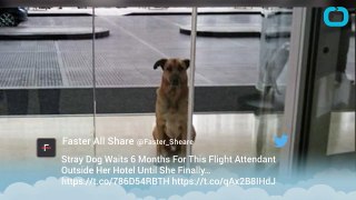 Buenos Aires Stray Dog Never Gives Up On Flight Attendant