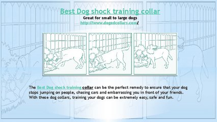 Best Dog shock training collar