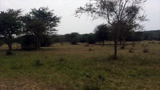 The Dangers of a Walking Safari Uganda