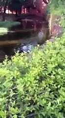 Aslanların kafesine atlayan dingil