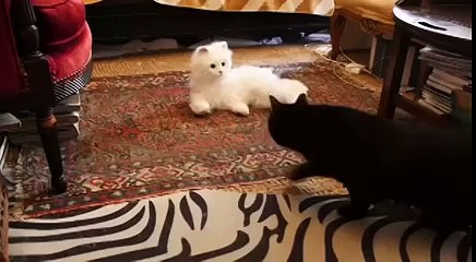 Diğer kedilerin robot kediye tepkisi