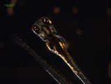 Zebrafish Larvae Captured using INFINITY3-3URC camera (shown at 10 fps)