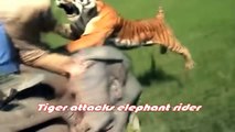 Tiger Attacks Man - Lion vs Tiger Real Fight - HD