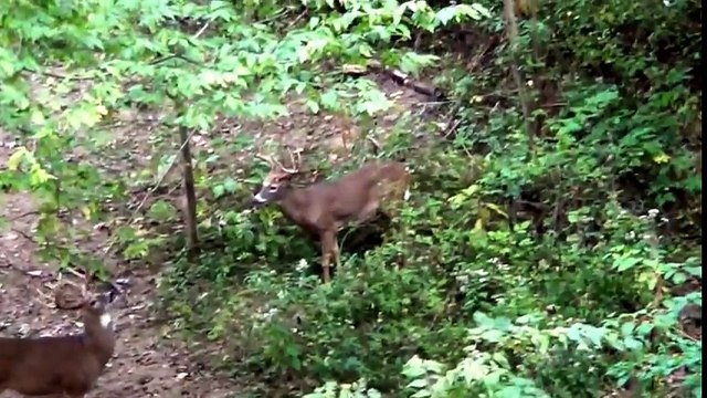 9 yr old boy kills GIANT OHIO BUCK w_ BOW! (JADEN SMITH)