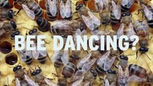 Ingredient Stories | Beautiful Adventures Honey in Ethiopia