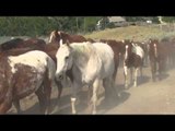 Horses @ HF Bar Ranch Summer 2012