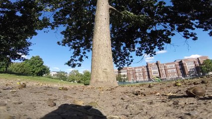 Voici la vidéo du parcours acrobatique d'un petit "voleur" dans les arbres