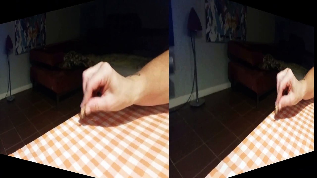 My Cocker Spaniel 11 years old