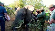 Nécessitant une aide d'urgence, un éléphant se rend auprès des humains pour des soins
