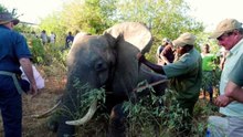 Nécessitant une aide d'urgence, un éléphant se rend auprès des humains pour des soins