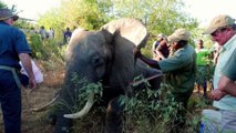 Un éléphant mal en point se dirige vers des humains pour demander de l'aide !