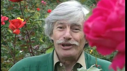 Jean Ferrat - L'amour est cerise