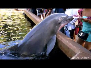 Un dauphin plonge un iPad dans l'eau et arrose la foule