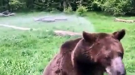 Un ours joue avec un arroseur automatique !