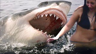 Shark Attack On Grandma