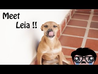 Meet my new dog: Leia!