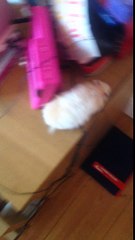 Fat Gus parkour hamster zip wires down bedside table